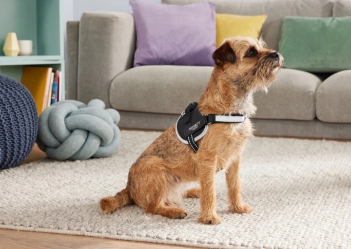 Zoofari Strong Harness For The Dog 1